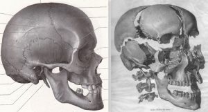 osteopathie-cranienne